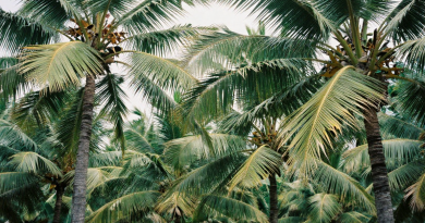 Localização Privilegiada A 100 M Do Coqueiral